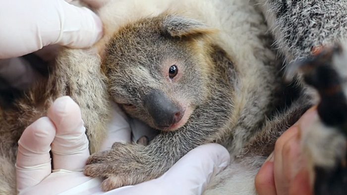 ลูกโคอาลา ลูกโคอาลา