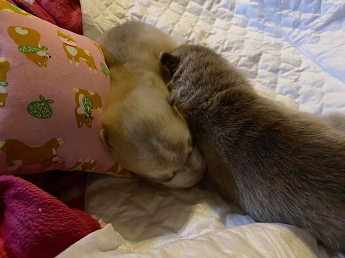 พระองค์เจ้าสิริภาจุฑาภรณ์ พระองค์เจ้าสิริภาจุฑาภรณ์