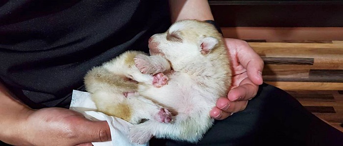 พระองค์เจ้าสิริภาจุฑาภรณ์ พระองค์เจ้าสิริภาจุฑาภรณ์