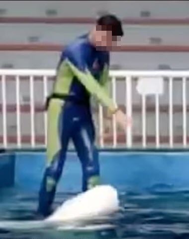 ทารุณสัตว์ ทารุณสัตว์