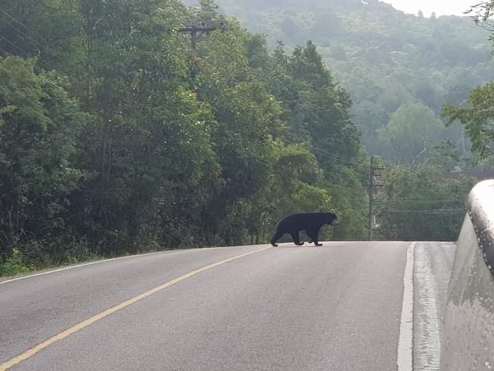 อุทยานแห่งชาติเขาใหญ่ อุทยานแห่งชาติเขาใหญ่