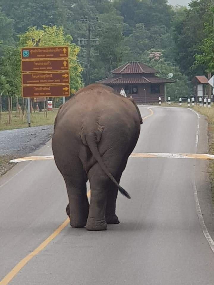 อุทยานแห่งชาติเขาใหญ่ อุทยานแห่งชาติเขาใหญ่