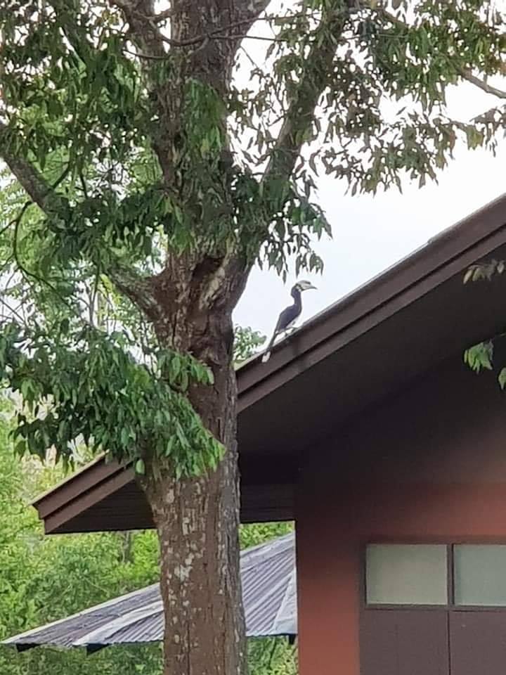 อุทยานแห่งชาติเขาใหญ่ อุทยานแห่งชาติเขาใหญ่