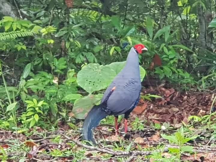 อุทยานแห่งชาติเขาใหญ่ อุทยานแห่งชาติเขาใหญ่
