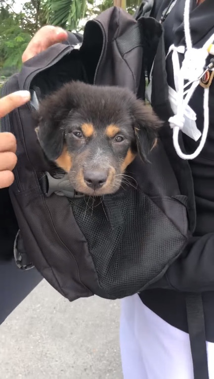 นร.จ่าทหาร สะพายเป้พาหมาจรไปด้วย นร.จ่าทหาร สะพายเป้พาหมาจรไปด้วย