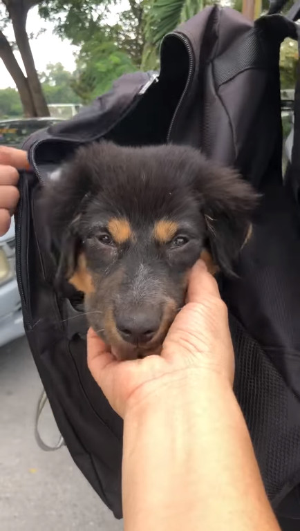 นร.จ่าทหาร สะพายเป้พาหมาจรไปด้วย นร.จ่าทหาร สะพายเป้พาหมาจรไปด้วย