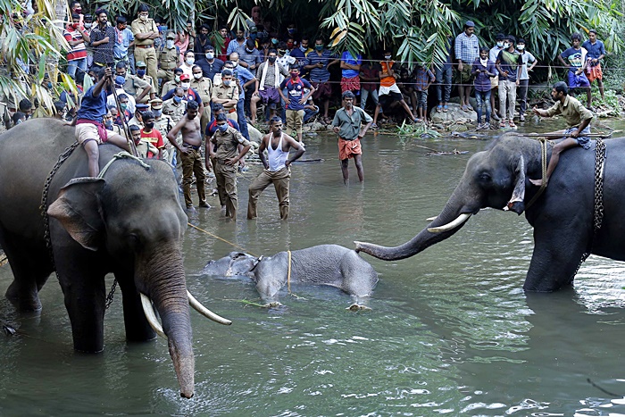 ช้างป่า ช้างป่า