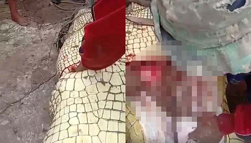 จระเข้ยักษ์ จระเข้ยักษ์