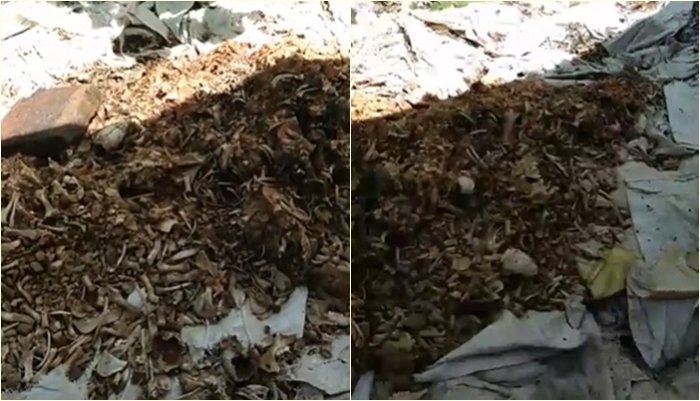 ซากสัตว์ ซากสัตว์