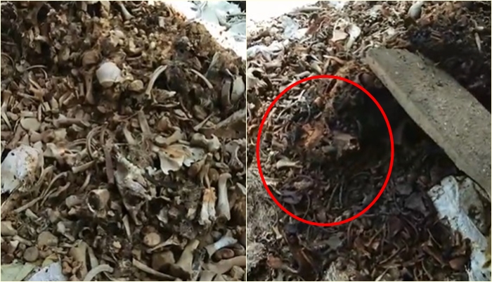 ซากสัตว์ ซากสัตว์