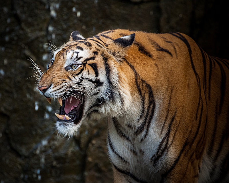 เสือ เสือ