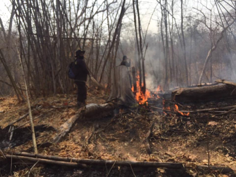 ไฟป่า ไฟป่า