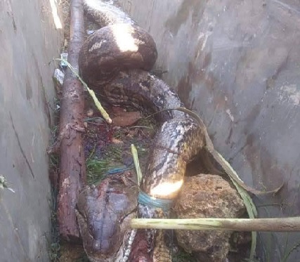 งูยักษ์ งูยักษ์