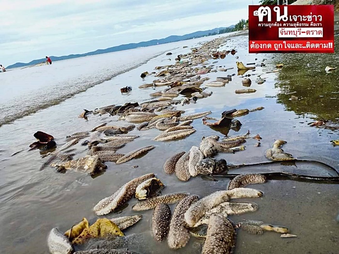 ปลิงทะเล ปลิงทะเล