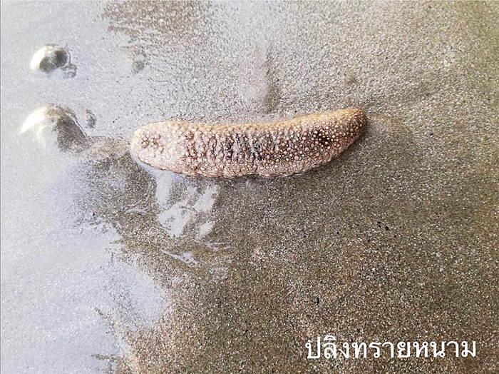 ปลิงทะเล ปลิงทะเล