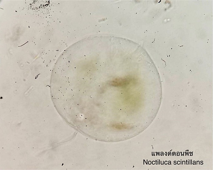 ปลิงทะเล ปลิงทะเล