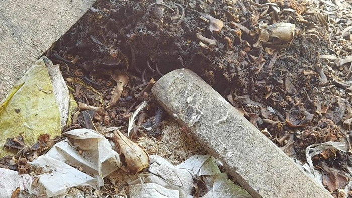 ซากสัตว์ ซากสัตว์