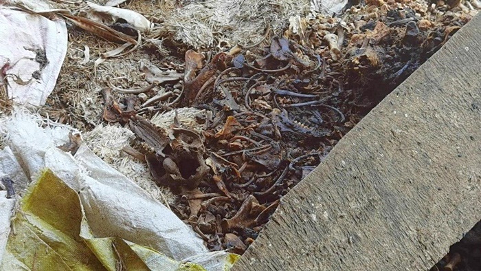 ซากสัตว์ ซากสัตว์