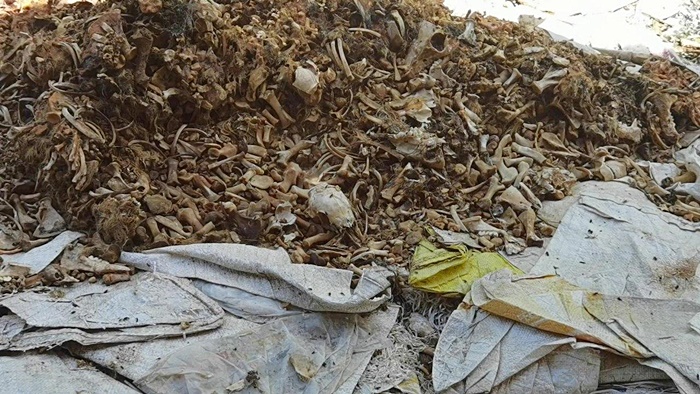 ซากสัตว์ ซากสัตว์