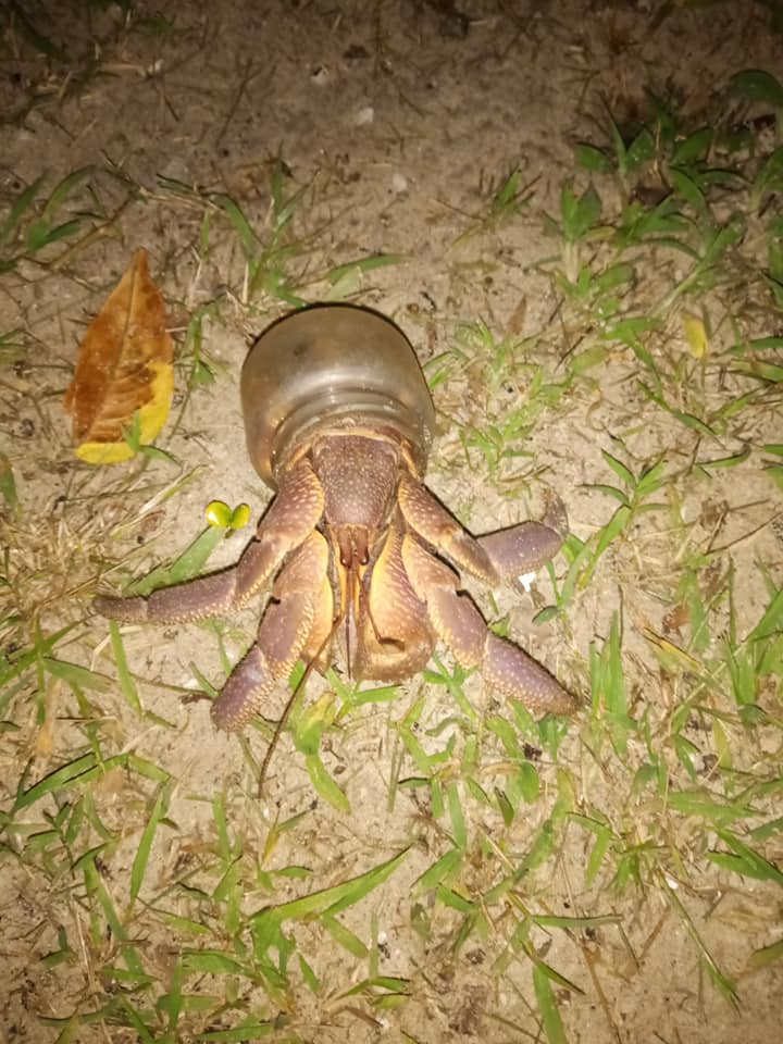 ปูเสฉวน ปูเสฉวน