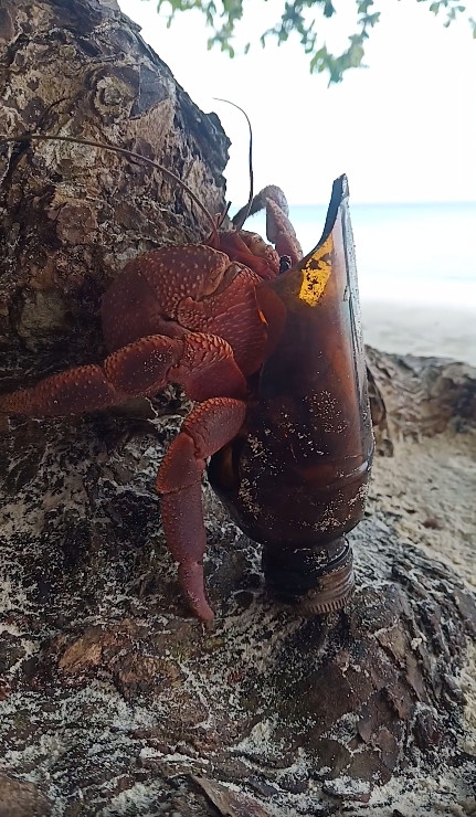 ปูเสฉวน ปูเสฉวน