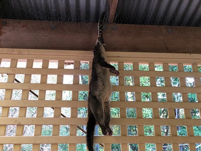 งูหลามห้อยหัวเขมือบพอสซัม งูหลามห้อยหัวเขมือบพอสซัม