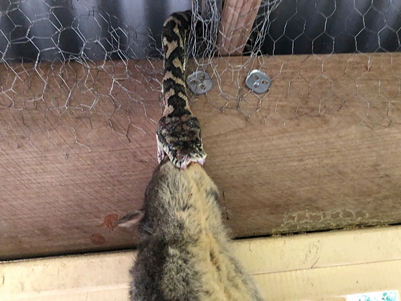 งูหลามห้อยหัวเขมือบพอสซัม งูหลามห้อยหัวเขมือบพอสซัม