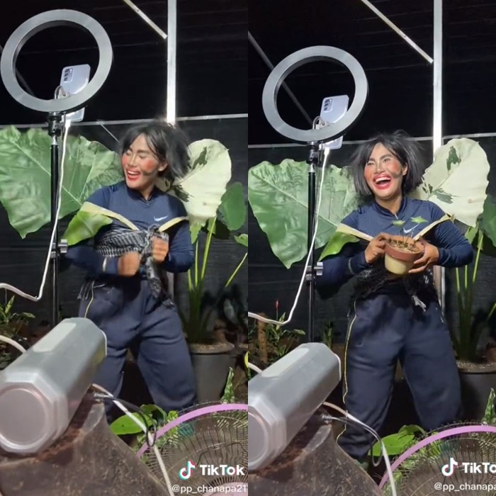 ไลฟ์ขายต้นไม้ ไลฟ์ขายต้นไม้