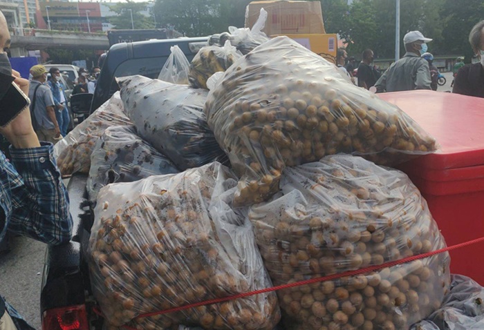 เผามังคุด - ลำไย ประท้วง เผามังคุด - ลำไย ประท้วง