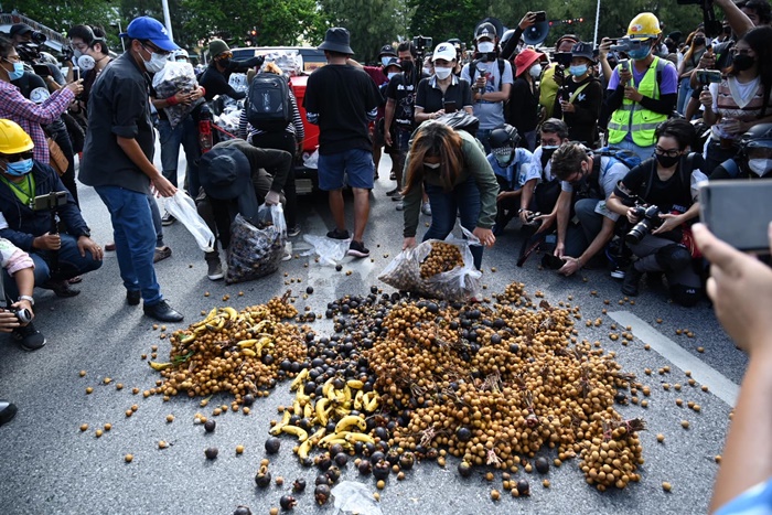 เผามังคุด - ลำไย ประท้วง เผามังคุด - ลำไย ประท้วง