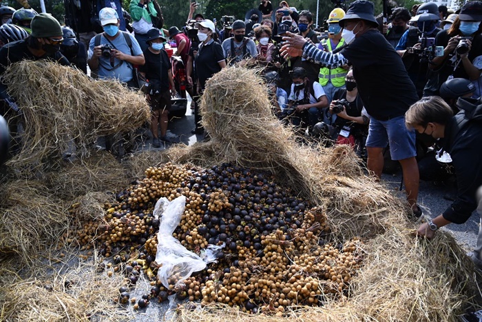 เผามังคุด - ลำไย ประท้วง เผามังคุด - ลำไย ประท้วง