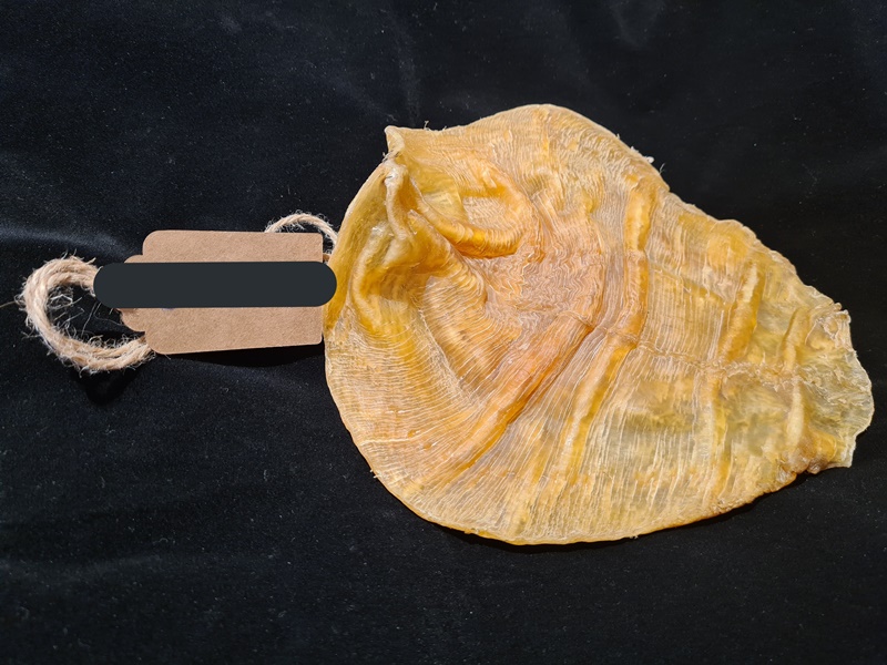 ขายกระเพาะปลา ขายกระเพาะปลา