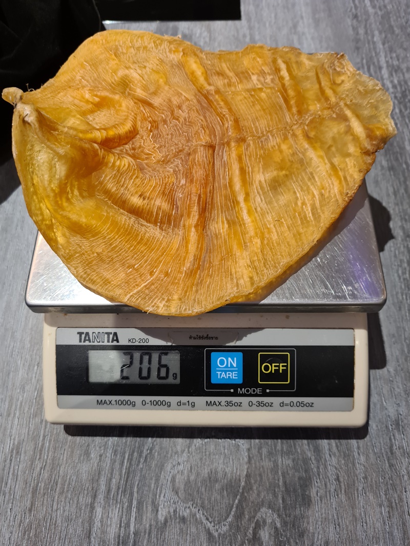 ขายกระเพาะปลา ขายกระเพาะปลา