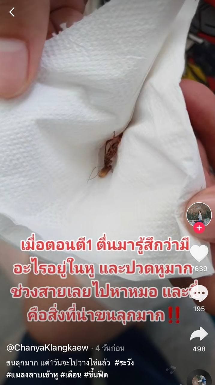 แมลงสาบเข้าหู แมลงสาบเข้าหู