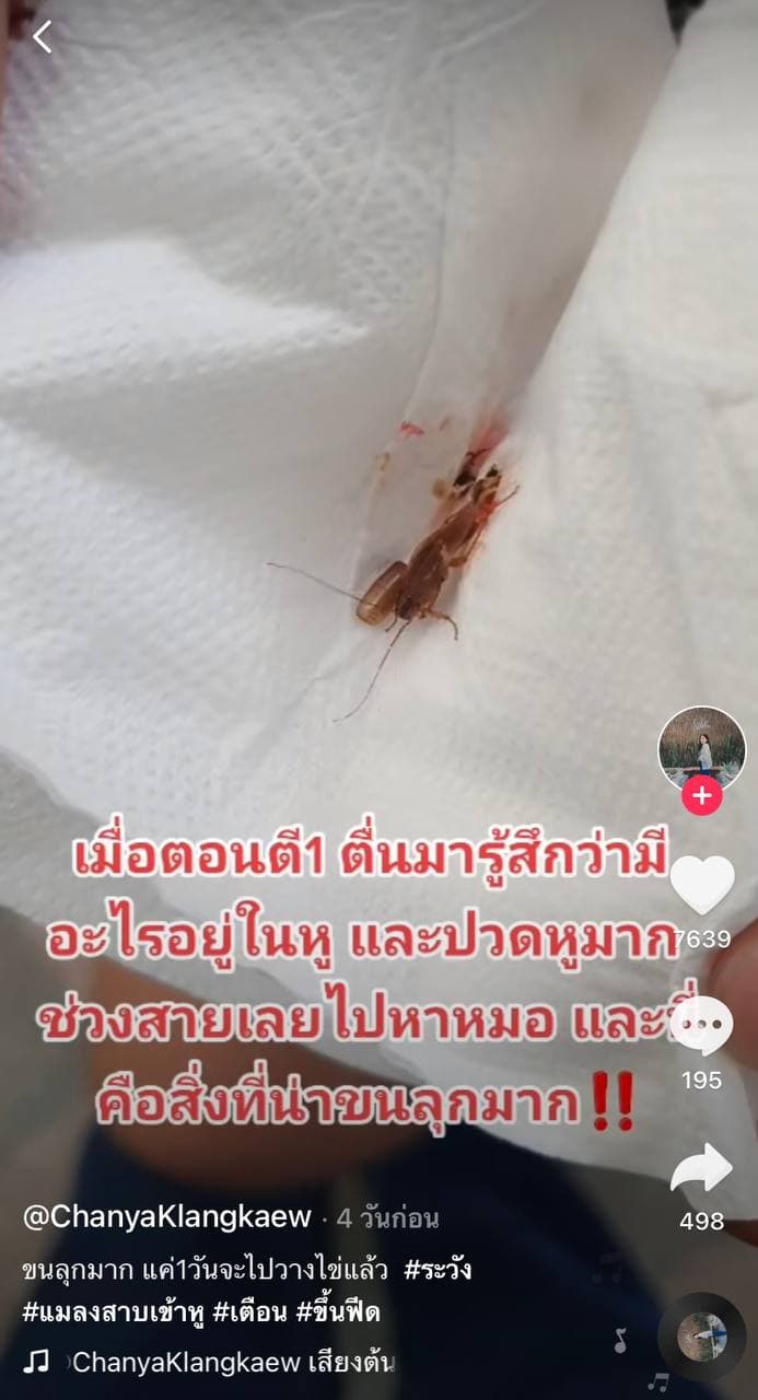 แมลงสาบเข้าหู แมลงสาบเข้าหู