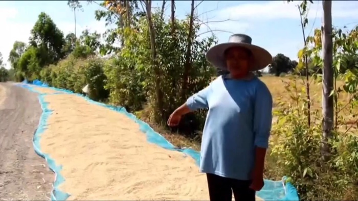 ข้าวราคาตก ข้าวราคาตก