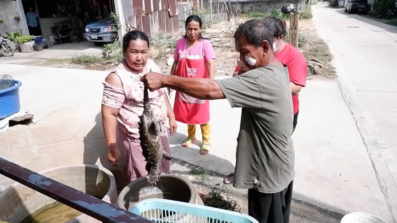 เต่าอัลลิเกเตอร์ เต่าอัลลิเกเตอร์