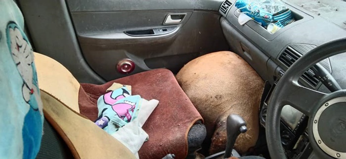 หมาพิตบูล หมาพิตบูล