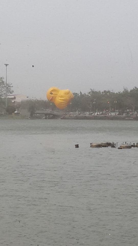 เป็ดเหลือง เป็ดเหลือง