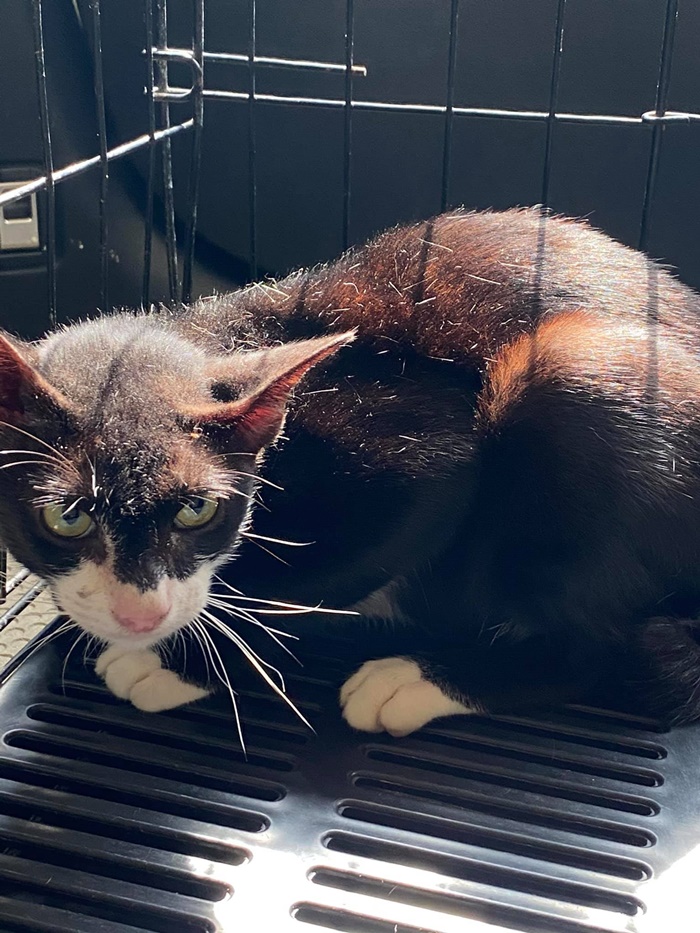 สุดสงสาร นั่งรอเจ้าของไม่รู้ถูกทิ้ง สุดสงสาร นั่งรอเจ้าของไม่รู้ถูกทิ้ง