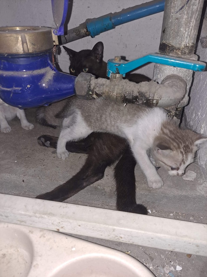 สุดสงสาร นั่งรอเจ้าของไม่รู้ถูกทิ้ง สุดสงสาร นั่งรอเจ้าของไม่รู้ถูกทิ้ง