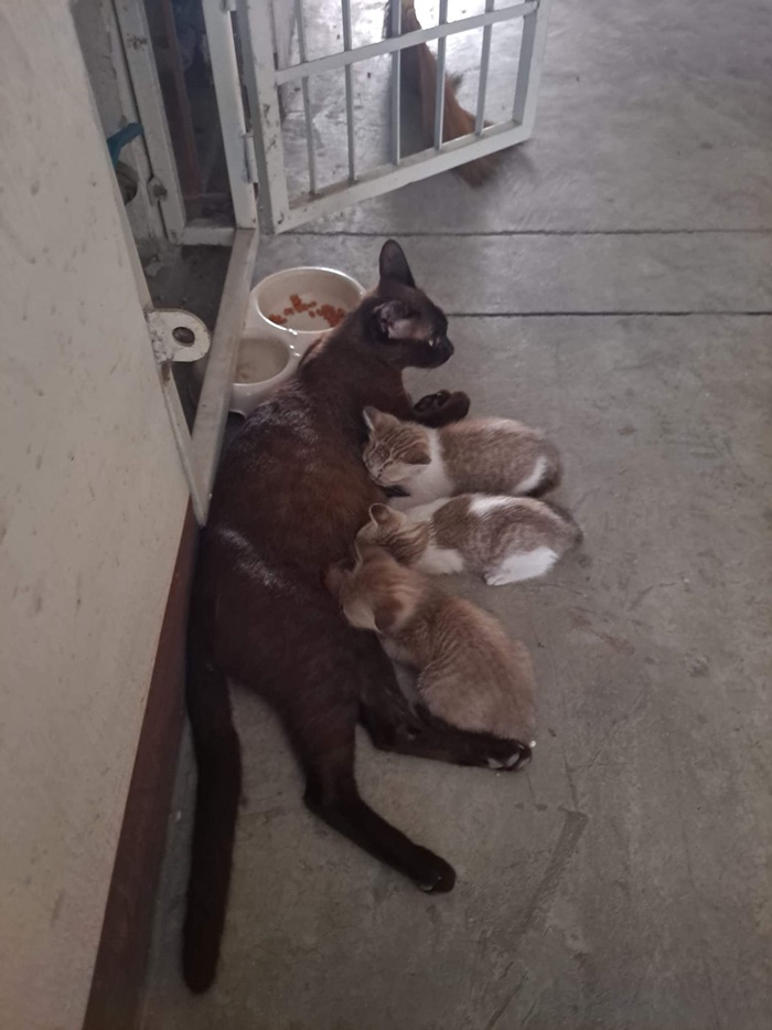 สุดสงสาร นั่งรอเจ้าของไม่รู้ถูกทิ้ง สุดสงสาร นั่งรอเจ้าของไม่รู้ถูกทิ้ง