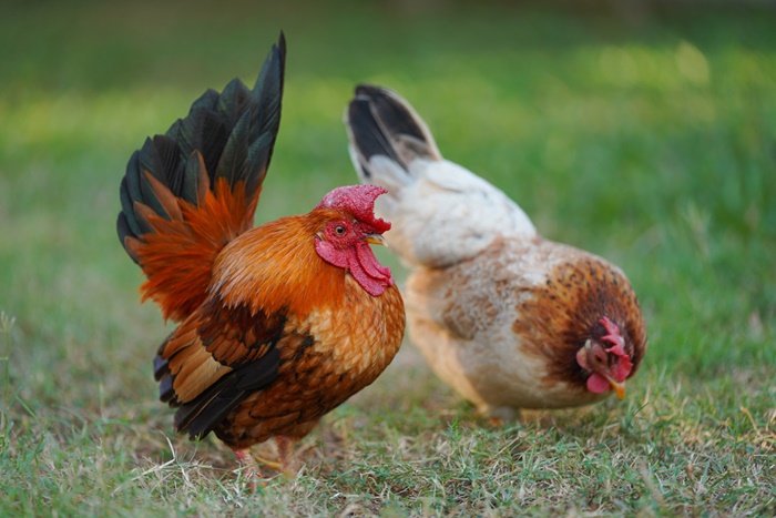 เลี้ยงไก่ เลี้ยงไก่