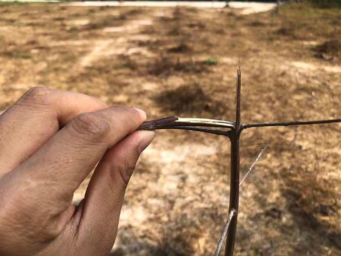 บิ๊กป้อม-ฌอน บิ๊กป้อม-ฌอน