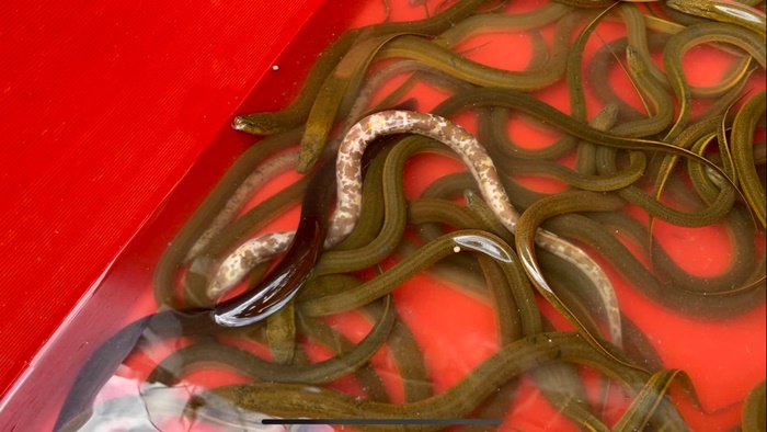 ปลาไหลด่าง ปลาไหลด่าง