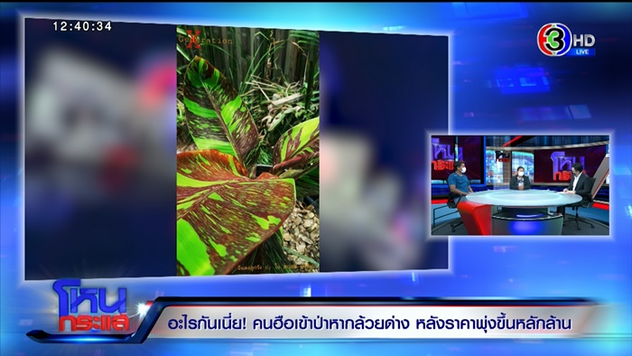 กล้วยด่าง กล้วยด่าง