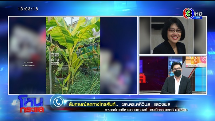 กล้วยด่าง กล้วยด่าง