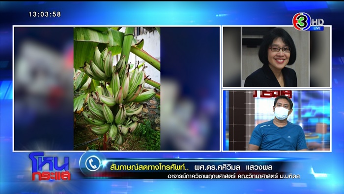 กล้วยด่าง กล้วยด่าง