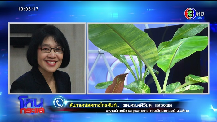 กล้วยด่าง กล้วยด่าง