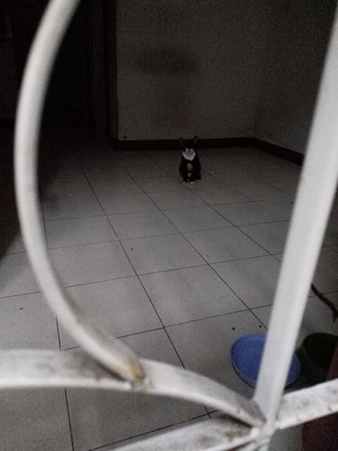 สุดสงสาร นั่งรอเจ้าของไม่รู้ถูกทิ้ง สุดสงสาร นั่งรอเจ้าของไม่รู้ถูกทิ้ง